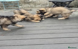 German Shepherd dogs for sale: German Shepherd Puppies  - Image 8