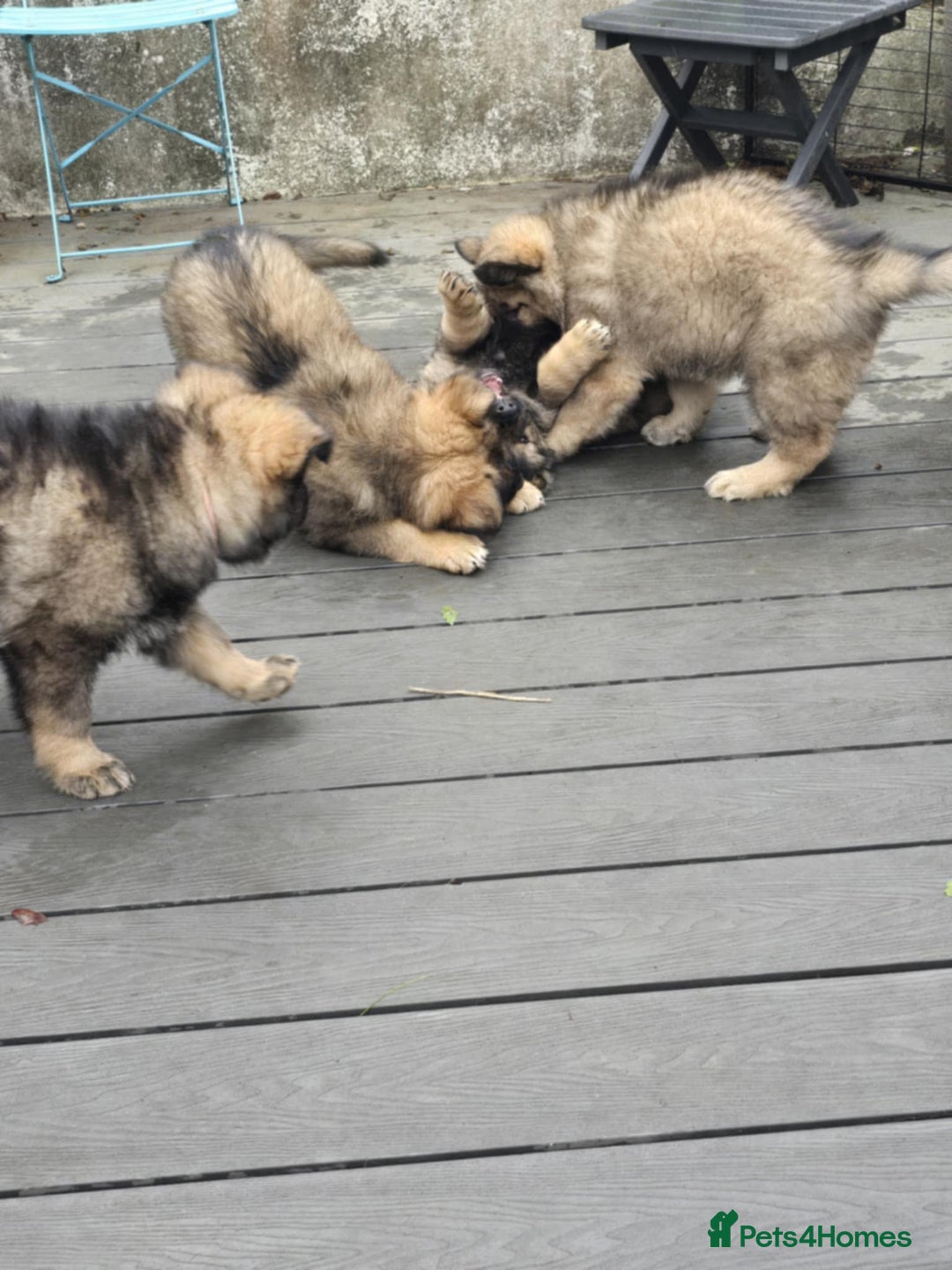 German Shepherd dogs for sale: German Shepherd Puppies  - Image 8