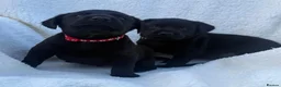 Labrador Retriever dogs for sale: Labrador retriever - Advert 5