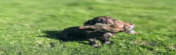 Cocker Spaniel dogs for sale: Sort hard to find - Advert 7