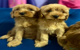 Cavapoo dogs for sale: Ready to go🏡 ONLY girls !  - Image 21