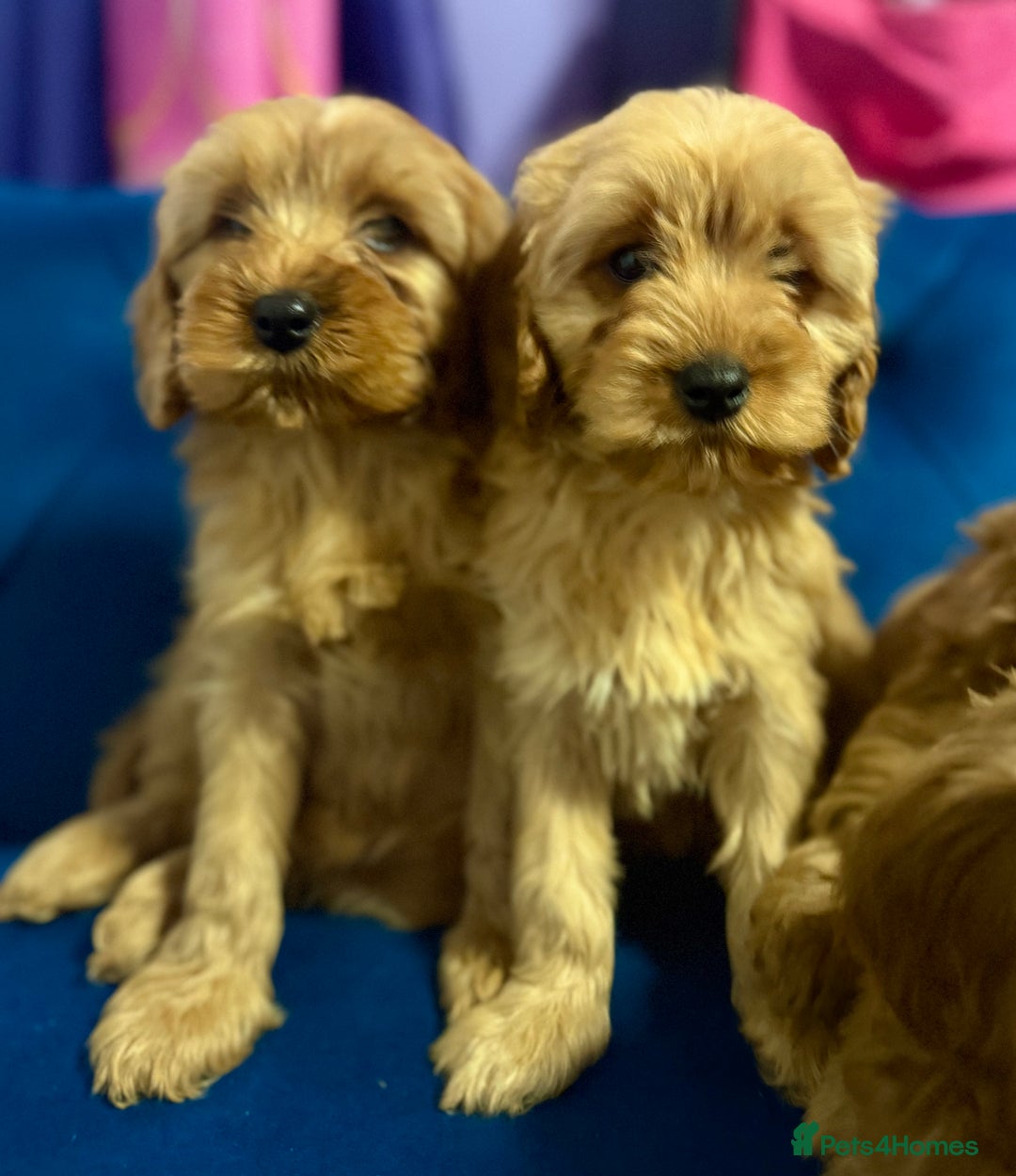 Cavapoo dogs for sale: Ready to go🏡 ONLY girls !  - Image 21