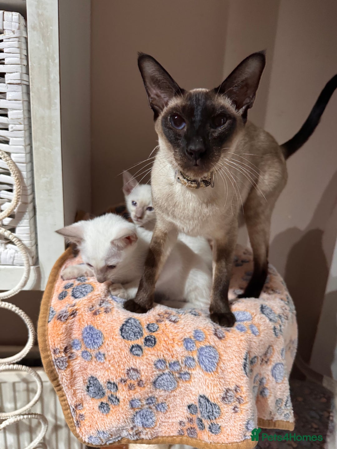 Siamese cats for sale: 4 adorable lilac and chocolate point Siamese  - Advert 2