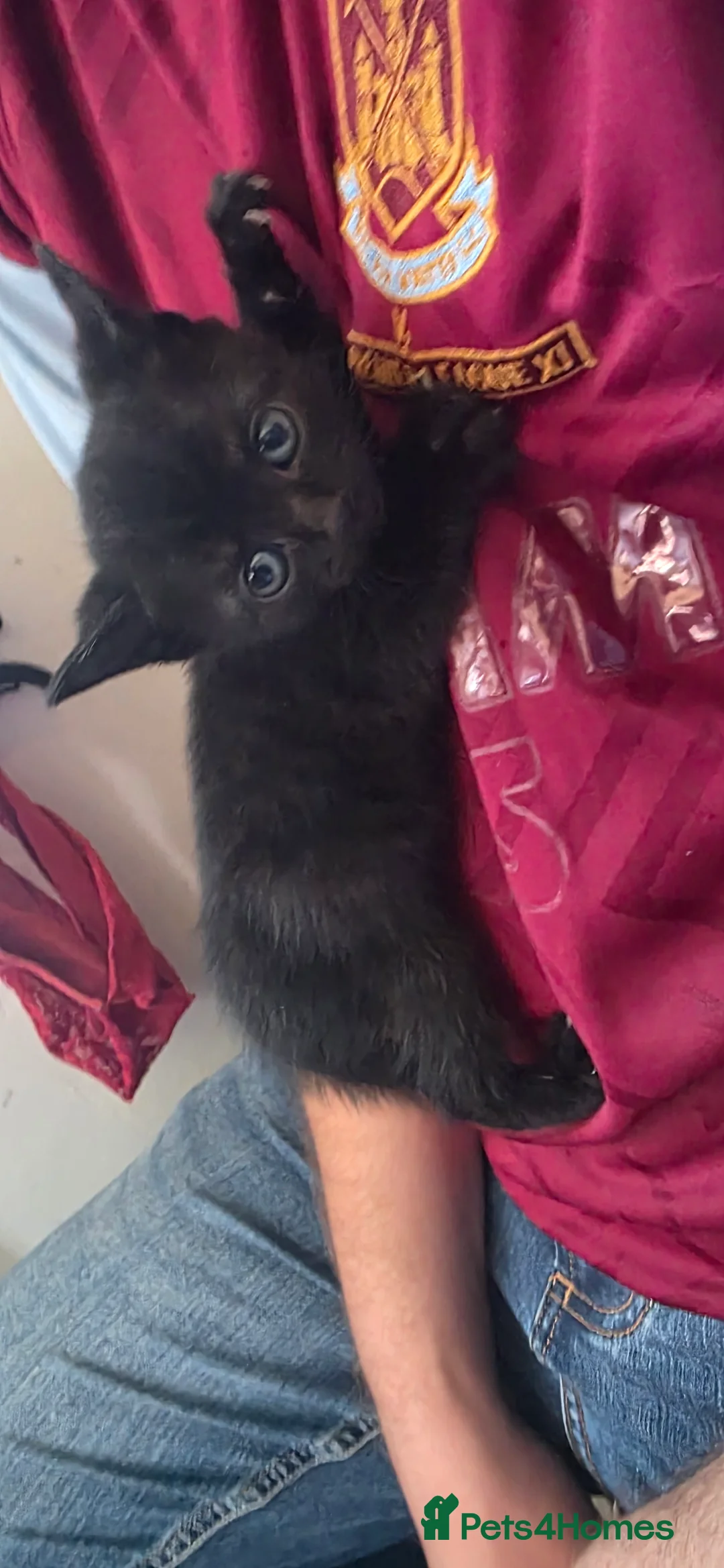 Mixed Breed cats for sale: 4 mixed breed  - Advert 2