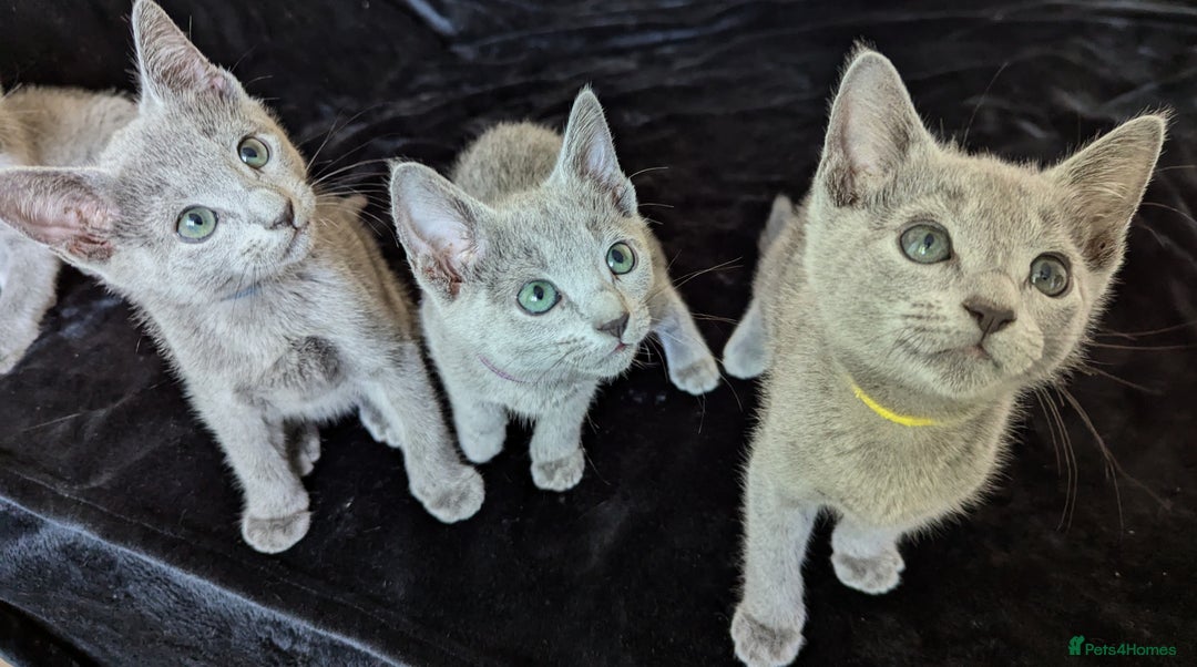 Russian Blue cats for sale: Pedigree TICA Registered kittens - Image 14