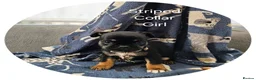 Frug dogs for sale: Fun-loving Frug pups seeking their forever family! - Advert 17