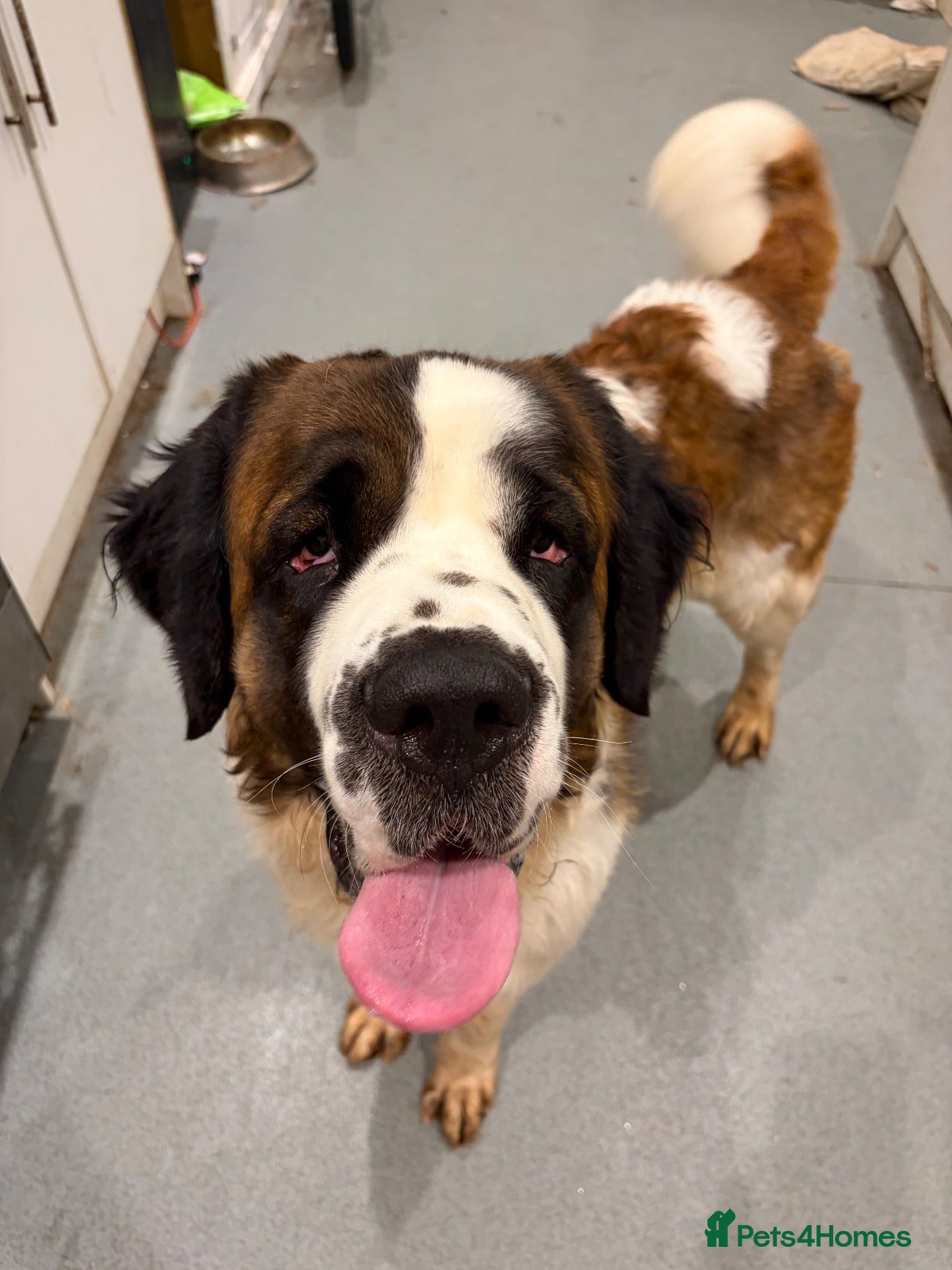 Saint Bernard dogs Saint bernards - Advert 2