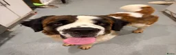 Saint Bernard dogs for sale: Saint bernards in Blackpool - Advert 1