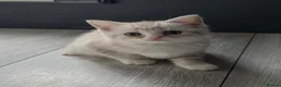 Mixed Breed cats for sale: Kittens available  - Advert 14