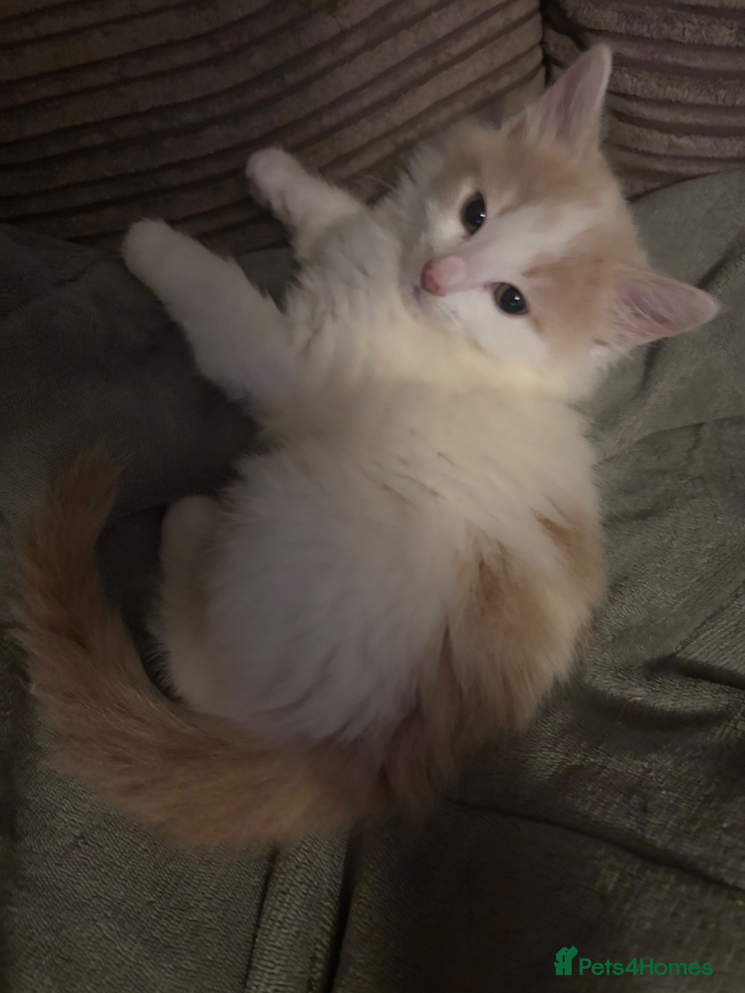 Mixed Breed cats Beautiful cream and apricot, fluffy female kitten - Advert 2