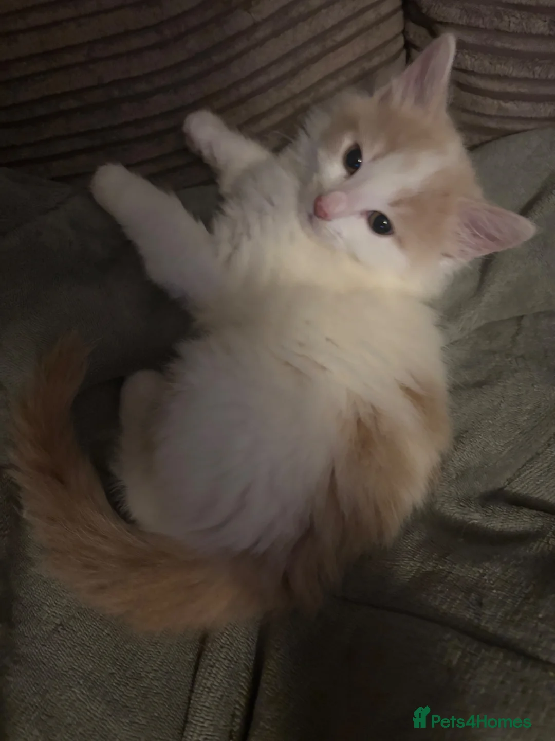 Mixed Breed cats for sale: Beautiful cream and apricot, fluffy female kitten - Advert 1