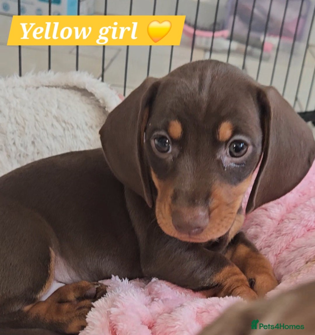 Miniature Dachshund dogs for sale:  Miniature Dachshunds ready to go Friday 19th Sept - Image 19