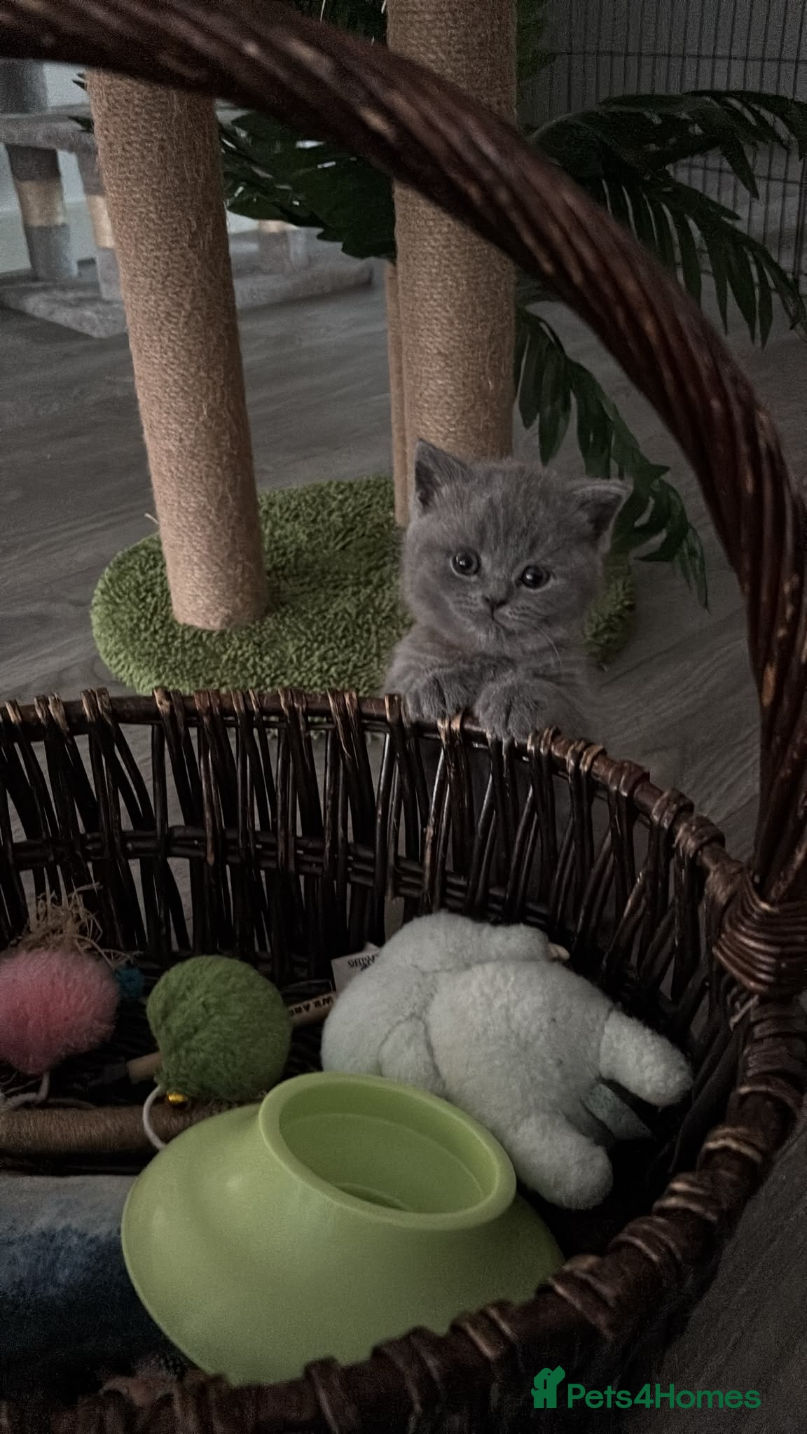 British Shorthair cats 🧸Chunky British Shorthair Kittens🧸 - Advert 2