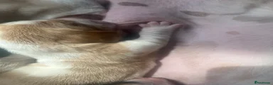 Basset Hound Puppy 9