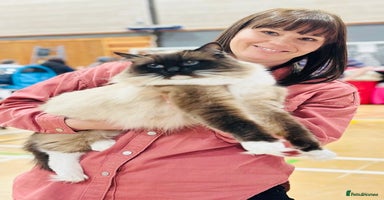 Ragdoll cats - Advert 2
