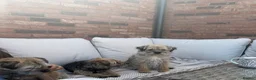 Border Terrier dogs for sale: Top Quality Border Terrier Pups from championline  in Whitchurch - Advert 11