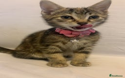 Mixed Breed cats for sale: Jelly bean looking for her forever home 🏡 🫘 🥰 - Image 3