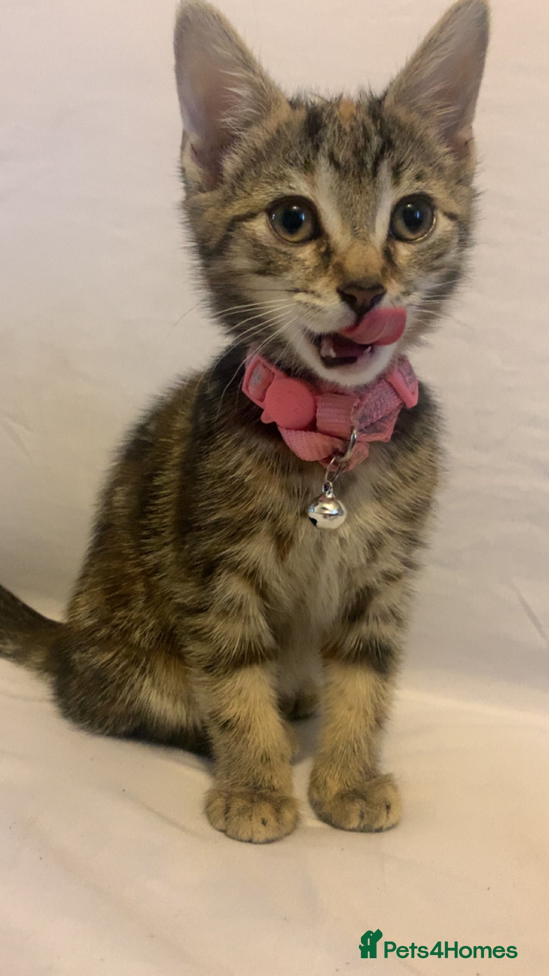 Mixed Breed cats for sale: Jelly bean looking for her forever home 🏡 🫘 🥰 - Image 3