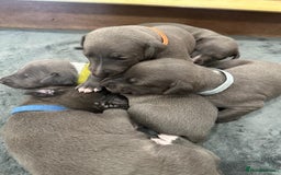 Whippet dogs for stud: Proven KC registered Whippet for Stud in London - Image 9