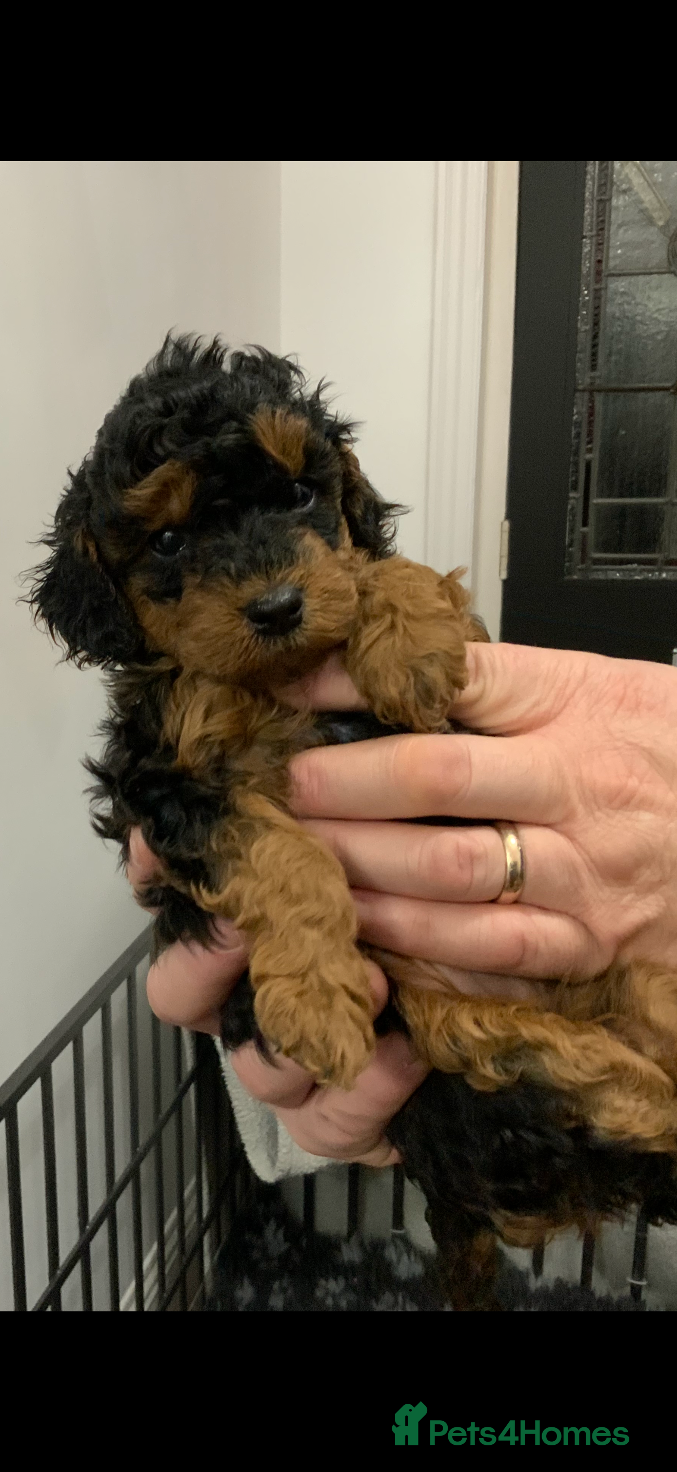 Cockapoo dogs Beautiful Cockapoo’s puppies for sale  - Advert 1