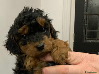 Cockapoo dogs Beautiful Cockapoo’s puppies for sale - Advert 1