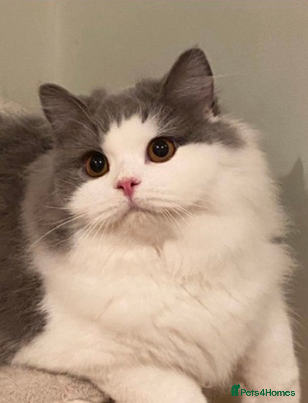 British Longhair cats for sale: Beautiful Blue and White British Longhair  - Advert 5