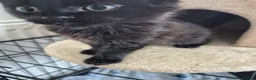 Domestic Shorthair cats for sale: Adorable kittens for sale in Rochford - Advert 13
