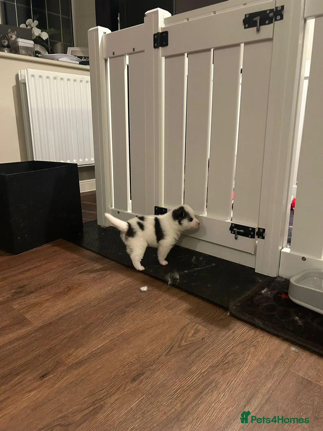 Pomsky dogs for sale: F2 Pomsky Puppies – Luna’s Pride Litter  - Advert 9