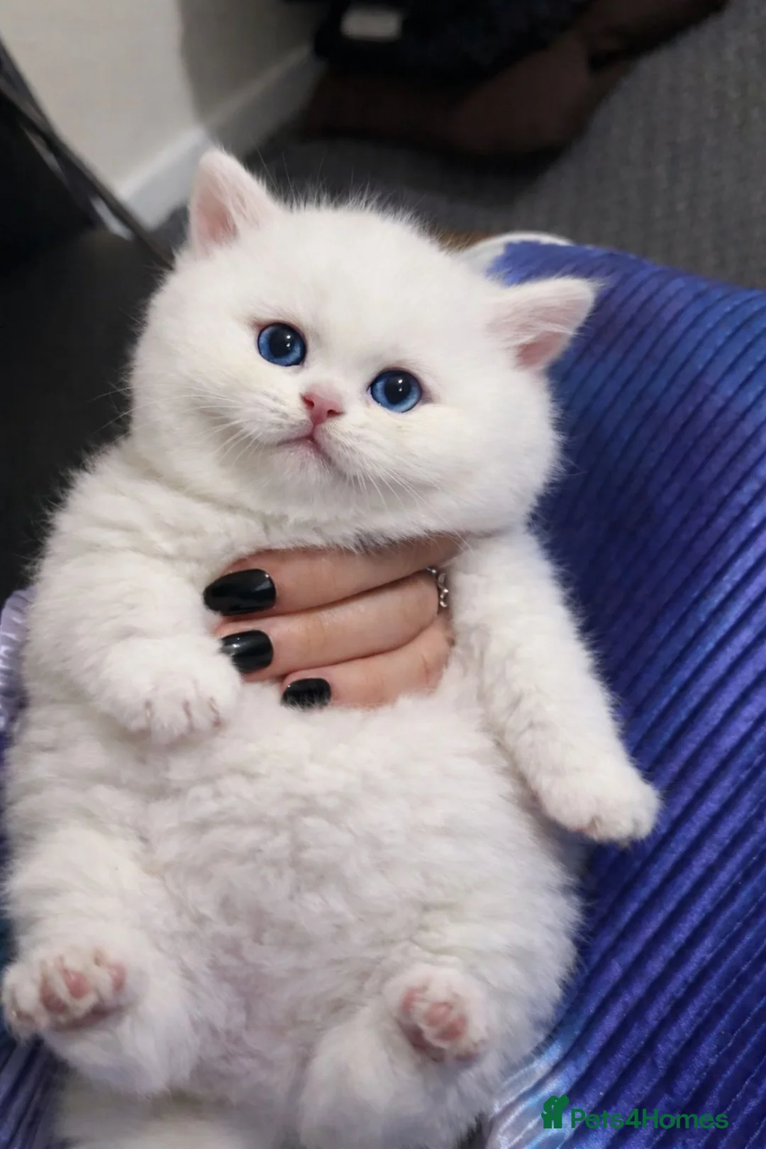 British Shorthair cats for sale: British shorthair cat - Advert 1