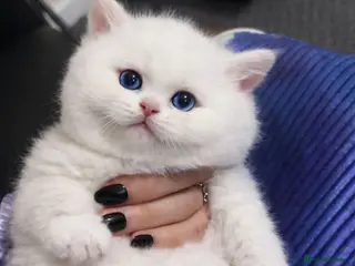 British Shorthair cats British shorthair cat - Advert 1