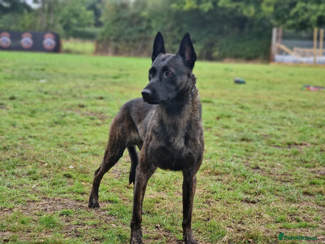 Belgian Shepherd Dog dogs for stud: Fenrir BRN 40887 - Advert 6