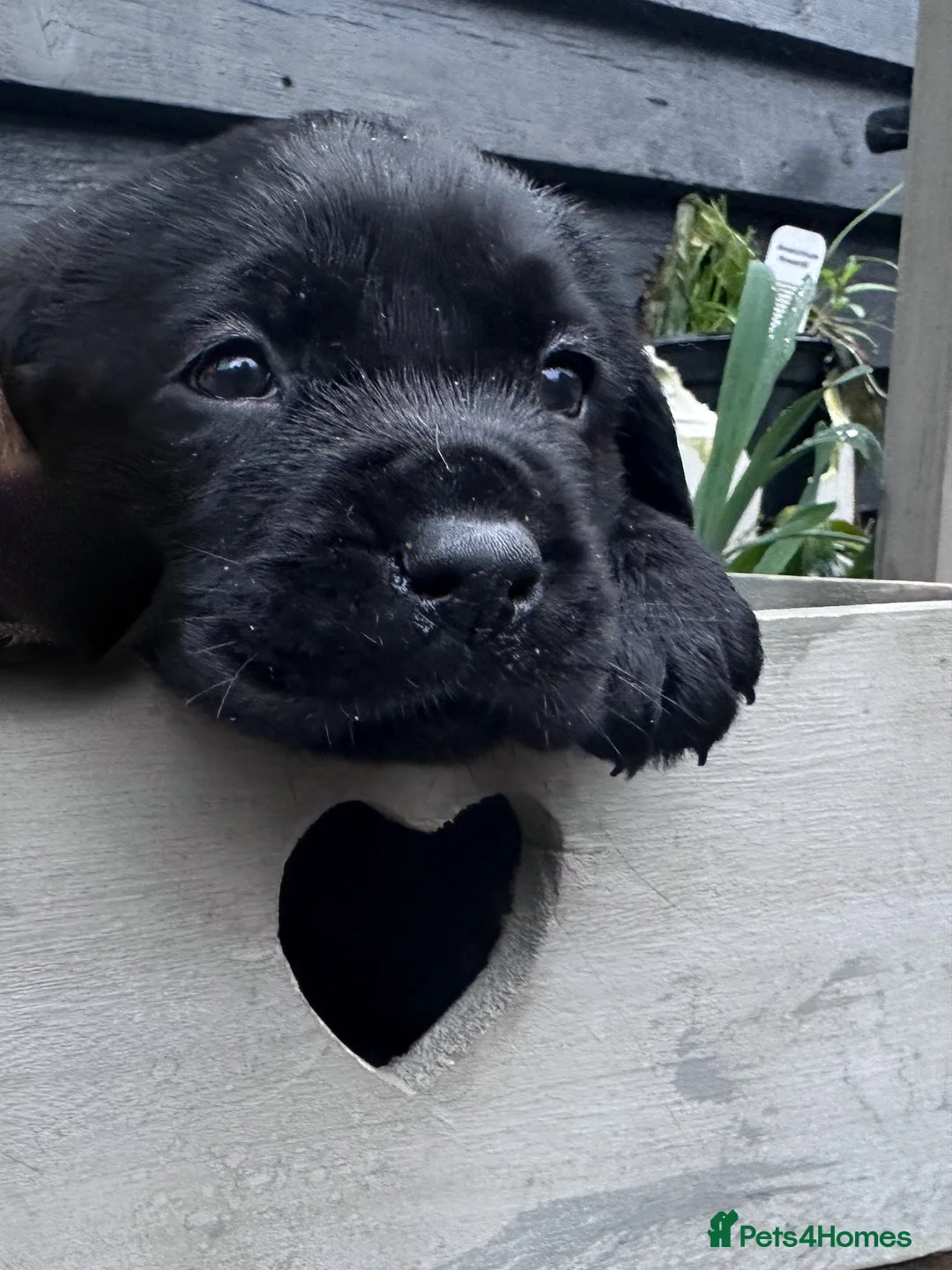 Labrador Retriever dogs for sale: Labrador Ready 23 February - Advert 3