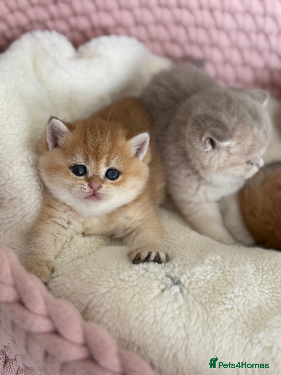 British Shorthair cats for sale: Golden Blue British Shorthair kittens  - Advert 14