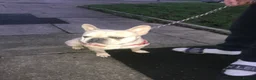 French Bulldog dogs for sale: True type french bulldogs  - Advert 6