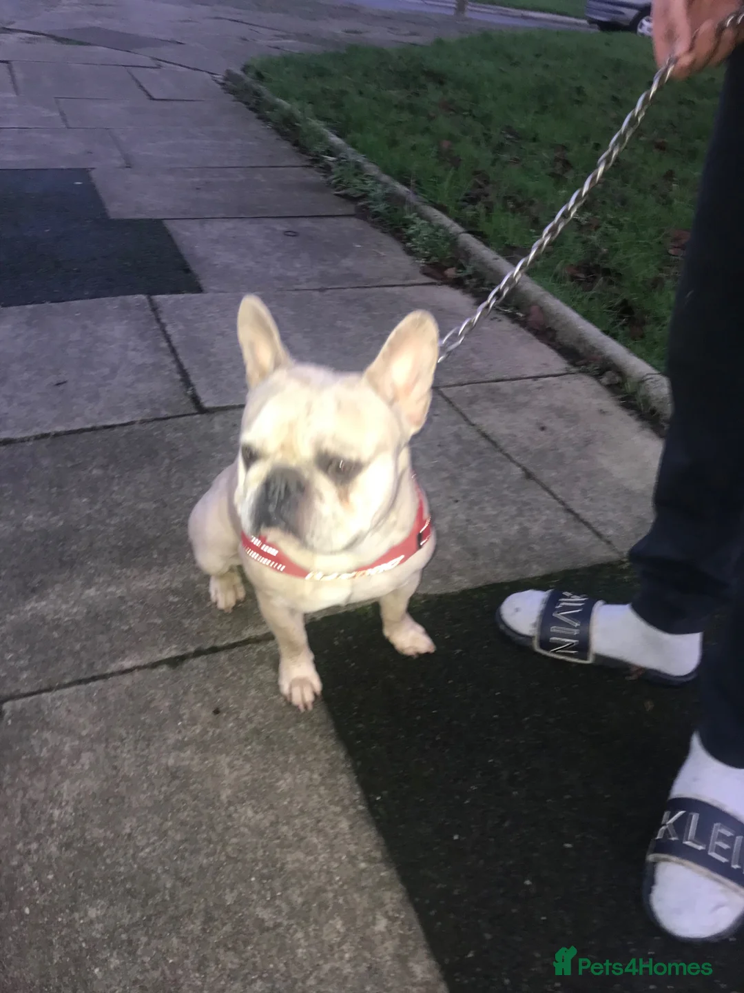French Bulldog dogs for sale: True type french bulldogs  - Advert 6