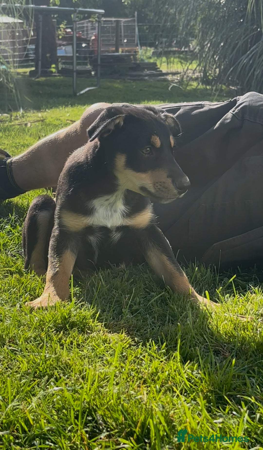 Mixed Breed dogs for sale: 5 collie cross kelpie pups  - Image 4
