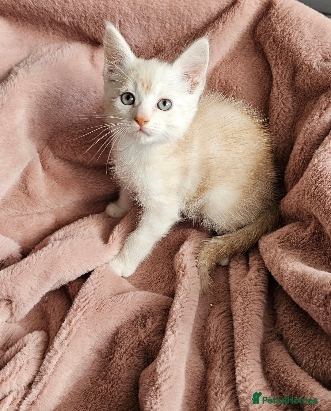 Maine Coon cats for sale: Half Maine Coon kittens - Advert 1