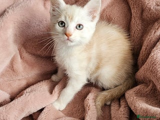 Maine Coon cats Half Maine Coon kittens - Advert 2