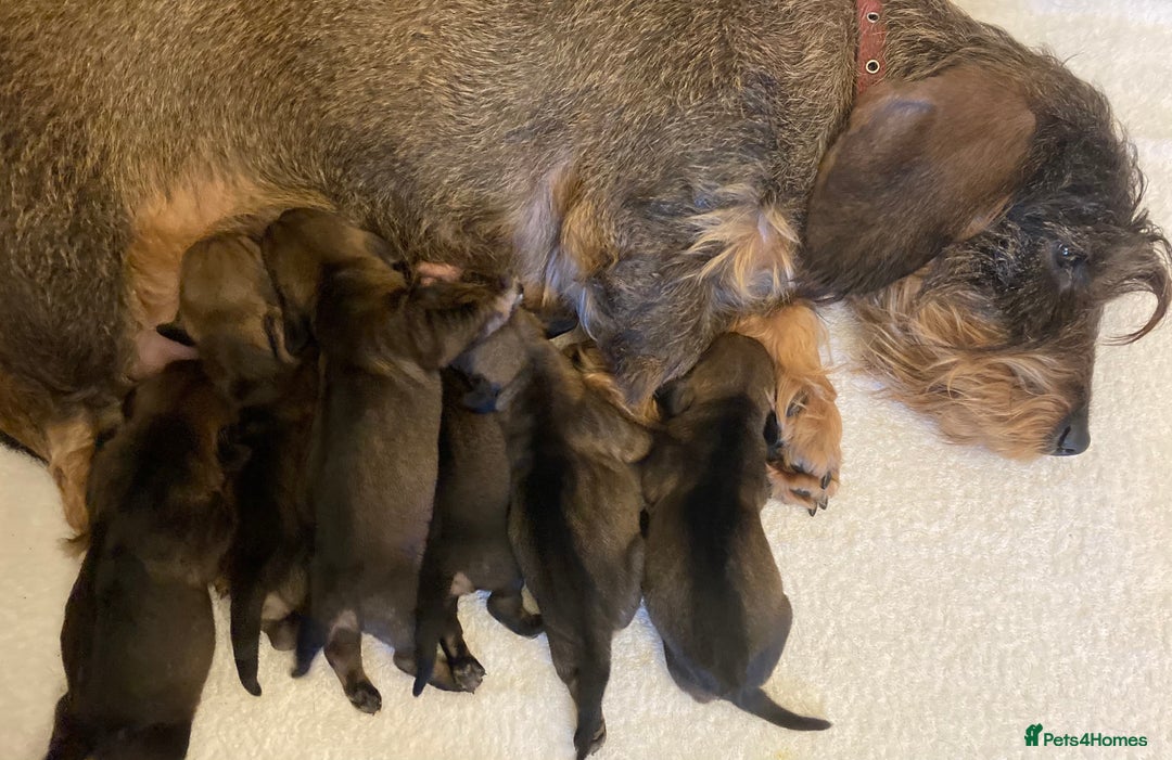 Dachshund dogs for sale: Gorgeous Wirehair Dachsund Pups - Image 9