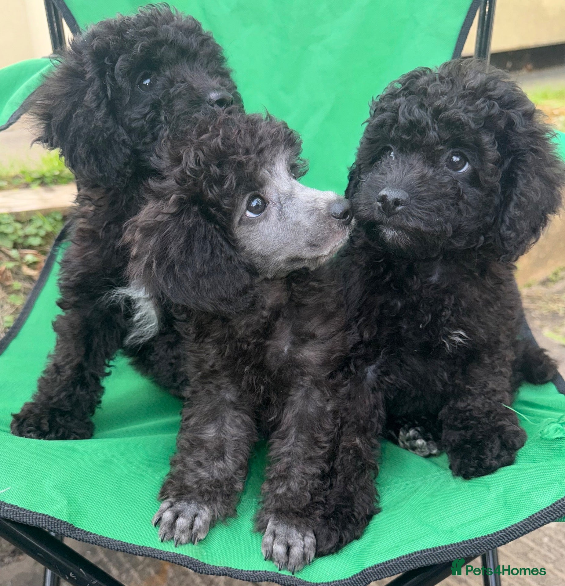 Toy Poodle dogs Beautiful Toy Poodles  - Advert 1