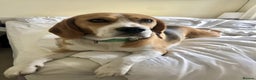 Beagle dogs for sale: Energetic Beagle - Advert 2