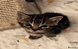 Scottish Fold cats for sale: Gorgeous Scottish Fold Cross Kittens–Family Raised - Image 5