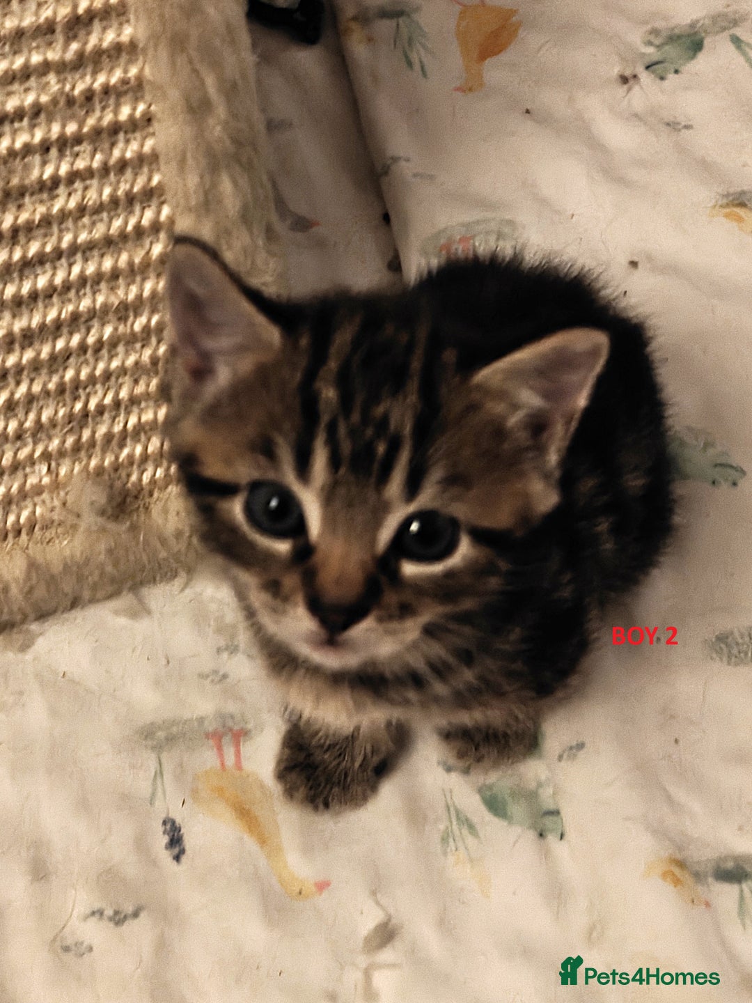 Scottish Fold cats for sale: Gorgeous Scottish Fold Cross Kittens–Family Raised - Image 5