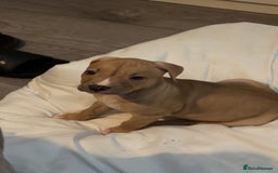 American Bully dogs for sale: Female American bully  - Image 29