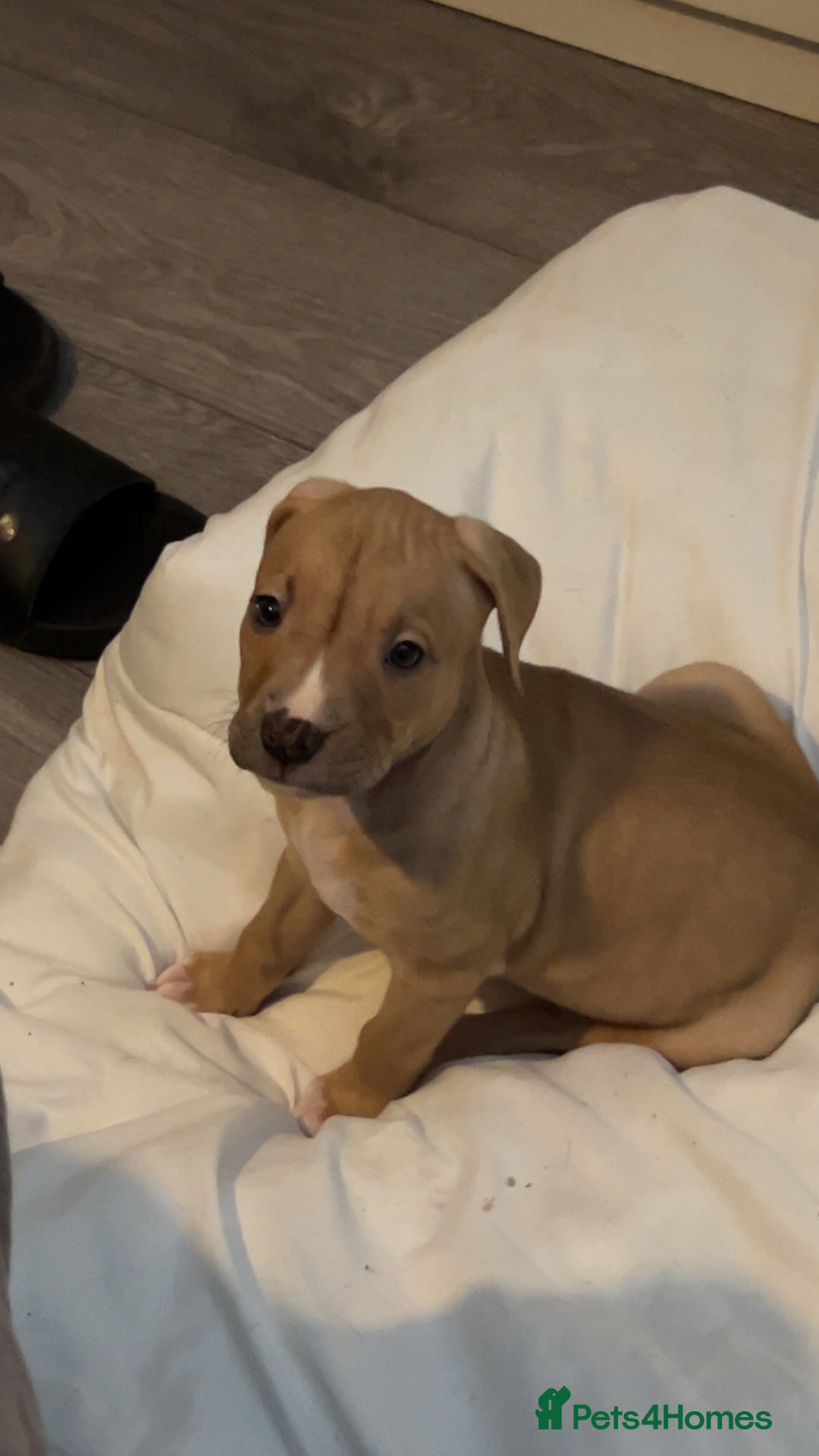 American Bully dogs for sale: Female American bully  - Image 29