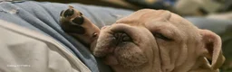 French Bulldog dogs for sale: French Bulldog  - Advert 9