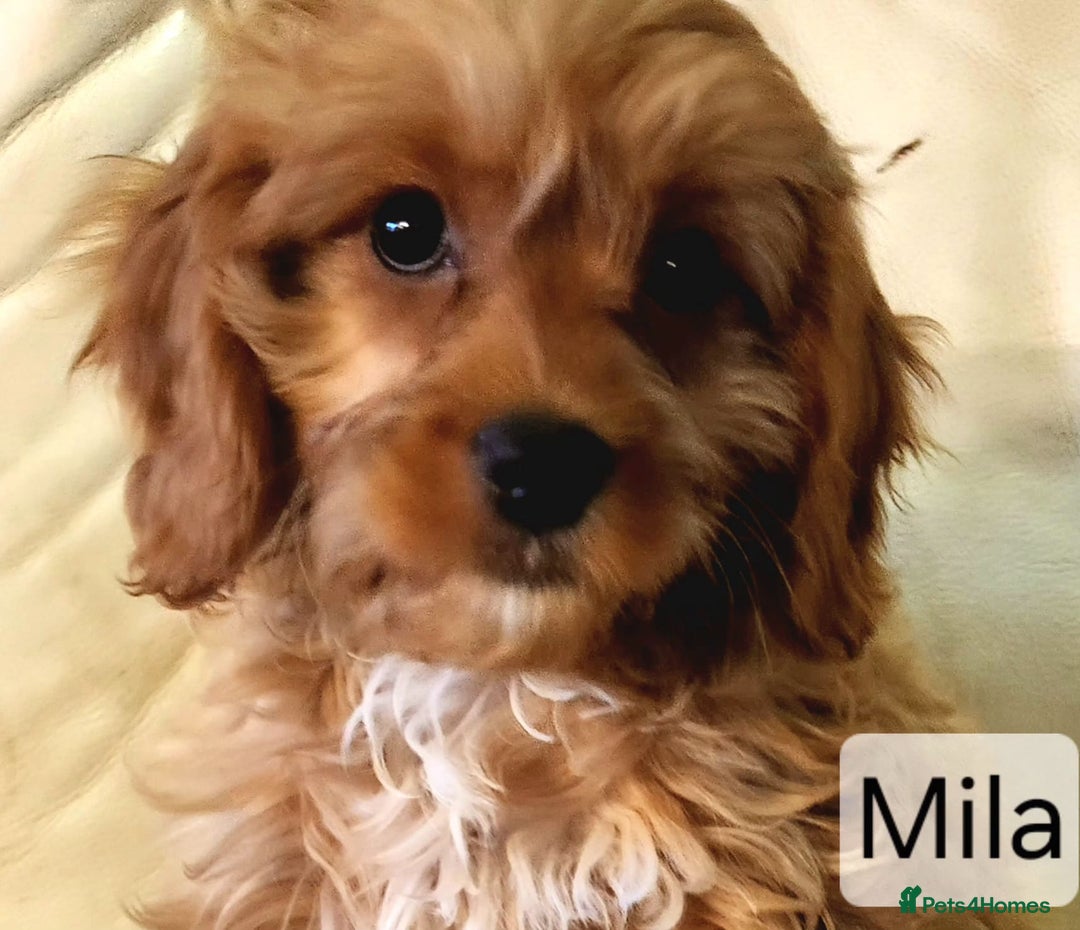 Cavapoo dogs for sale: Miniature Cavapoo Puppies – Home Reared !!! - Advert 15