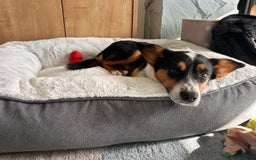 Mixed Breed dogs for adoption: SWEETPEA - A happy and confident girl.  - Image 1