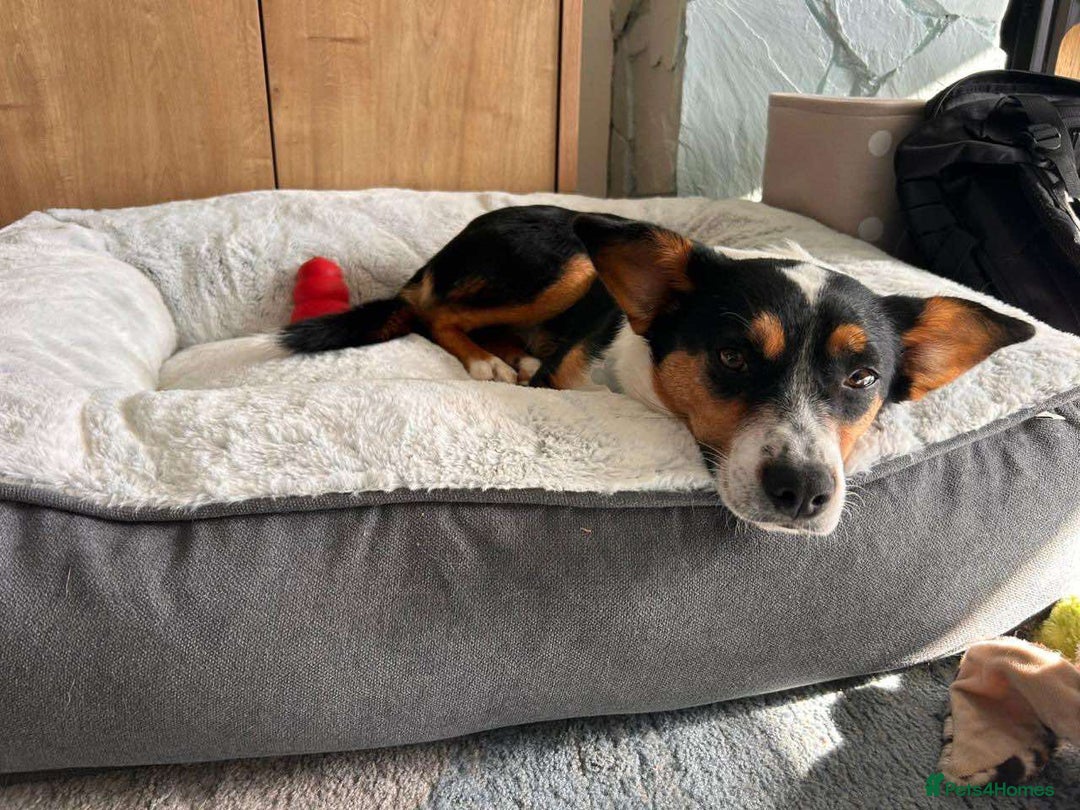 Mixed Breed dogs for adoption: SWEETPEA - A happy and confident girl.  - Image 1