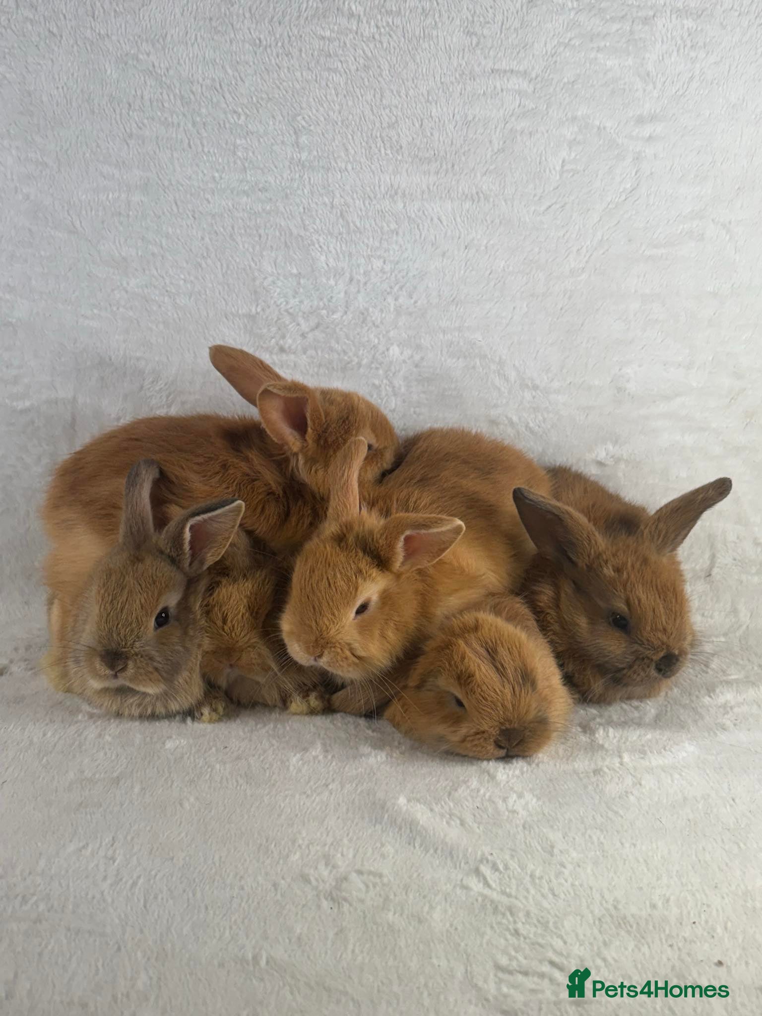 Mini Lop rabbits 6 x ginger/brown mini lop rabbits - Advert 1